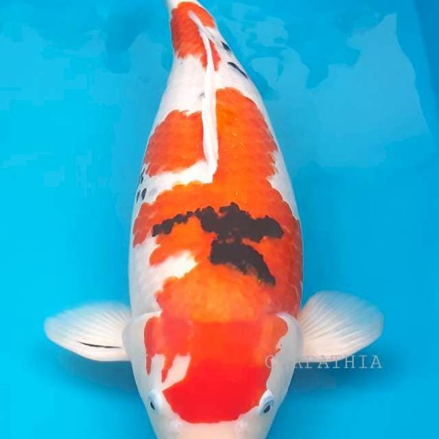 Sanke 64 cm