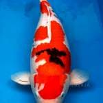 Sanke 64 cm
