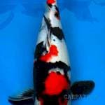Showa 50 cm