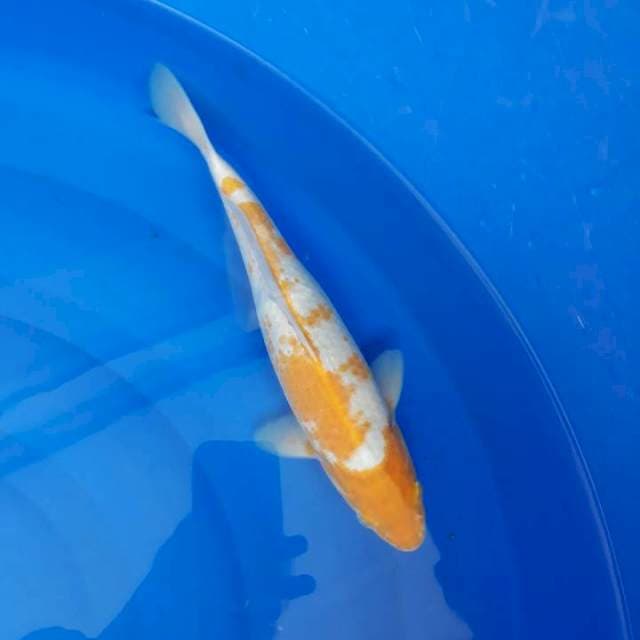Karasikoyo