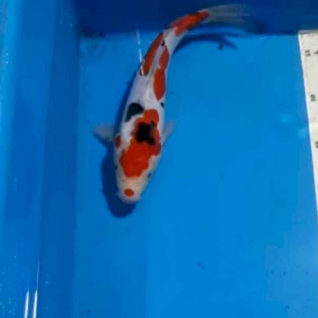 KUCIBENI SANKE DOITSU 25 CM