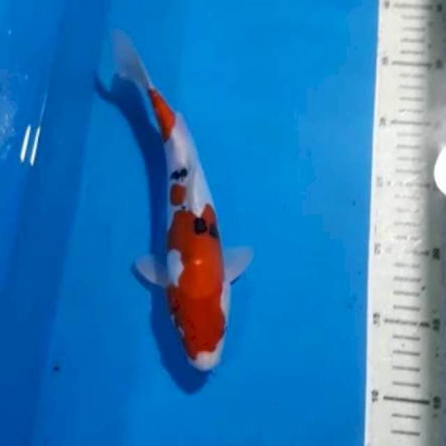 SANKE DOITSU 25 CM