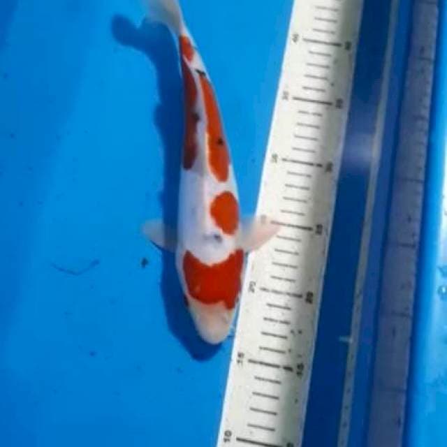 SANKE DOITSU 28 CM
