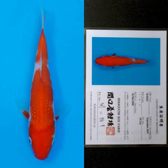 Sekiguchi kohaku 16cm sertifikat