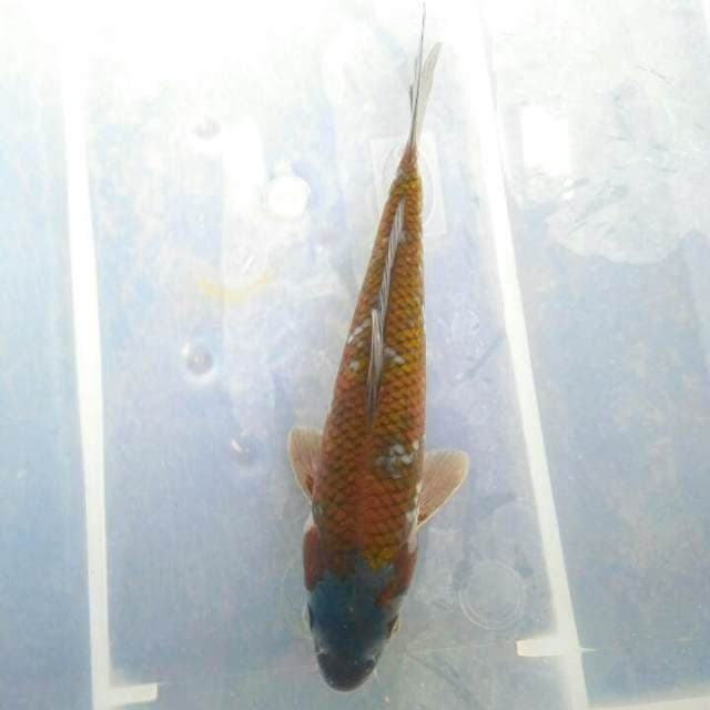 OCHIBA SHIQURE