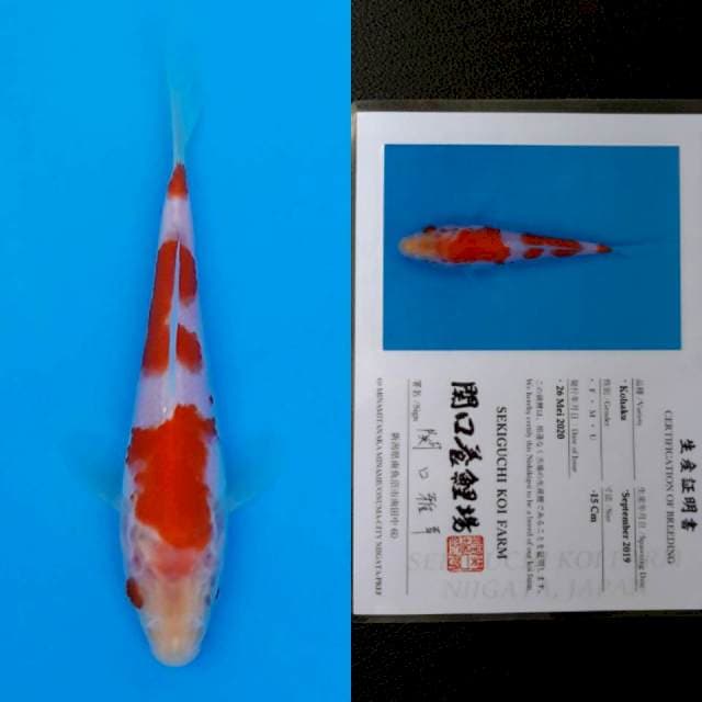Sekiguchi kohaku 15cm sertifikat