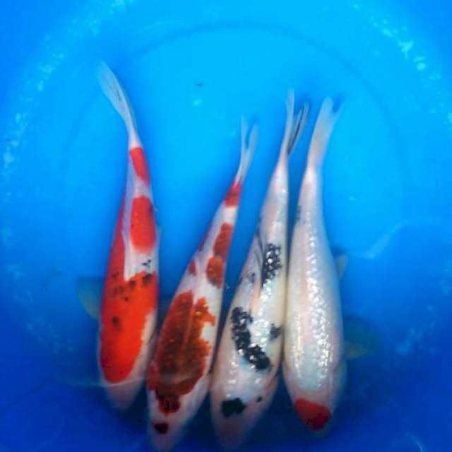 Sk mix hg