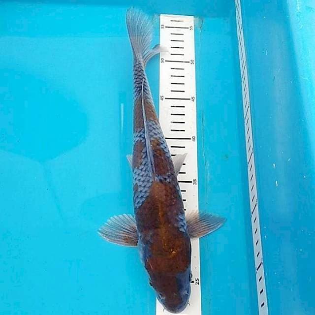 Ochiba ceplok" 33cm
