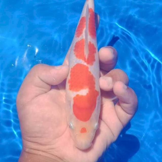 Maruten kohaku 25 cm