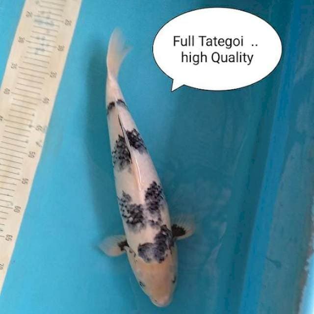 F1 Tategoi to Show Quality