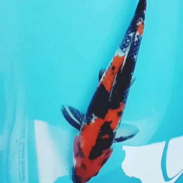 Showa 40 cm