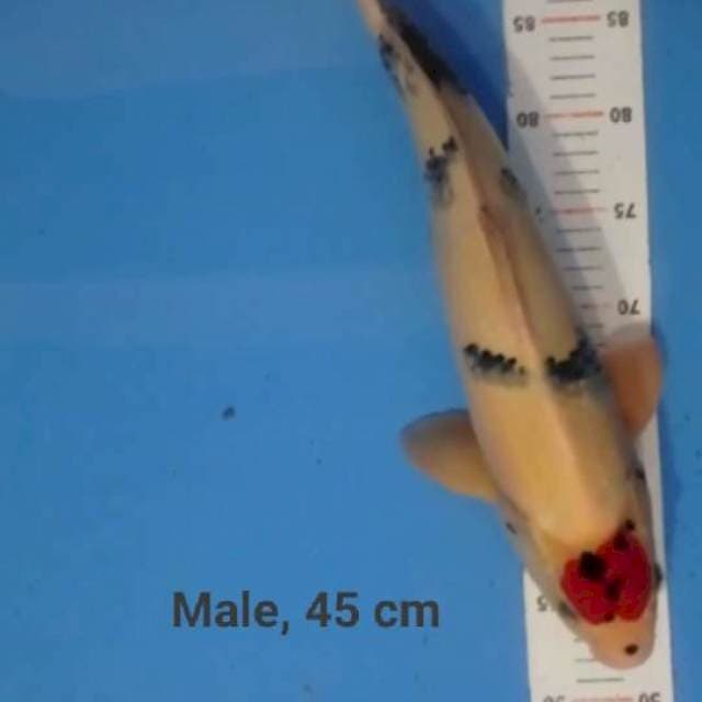 Tancho Showa, 45 cm