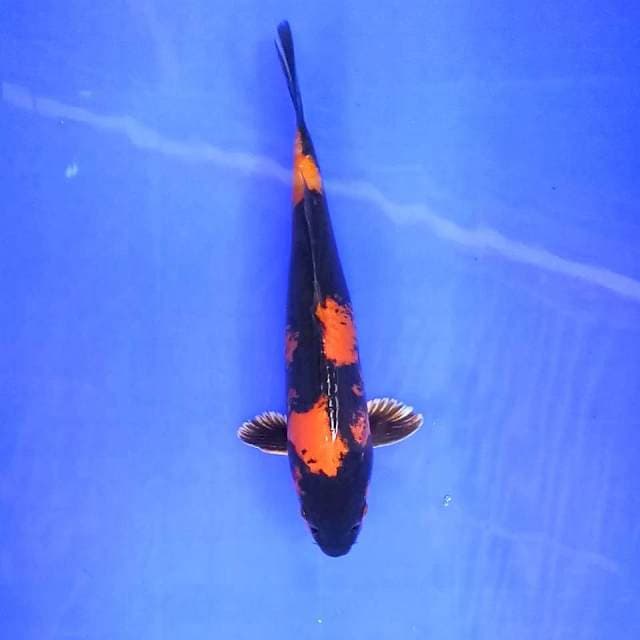 3. Kin Utsuri Doitsu || 29 cm || Male
