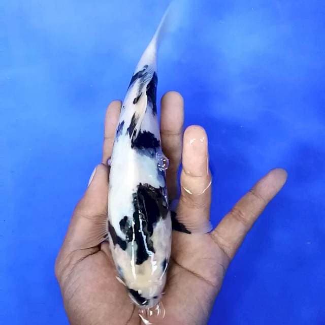 4. Shiro Halus || 23 cm