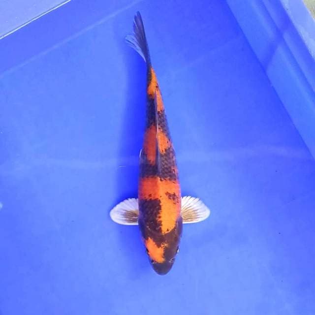 8. Kin Showa || 29 cm || Male