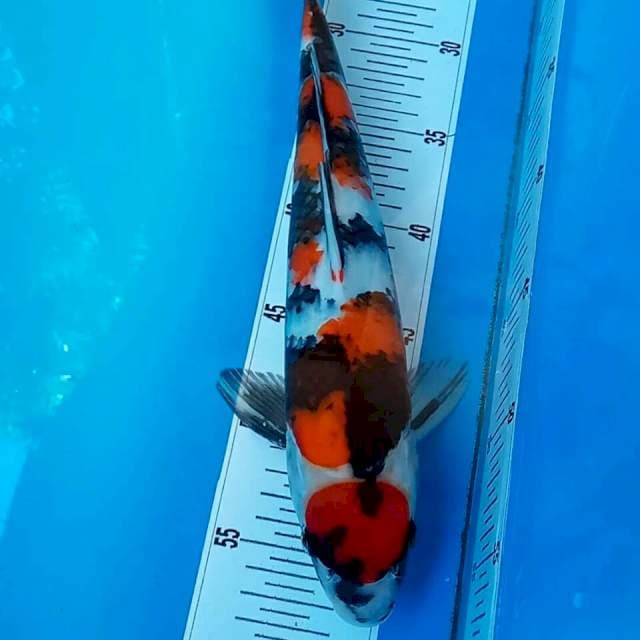 Showa 34 Cm 