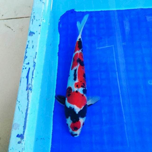 maroten doitsu showa 23cm