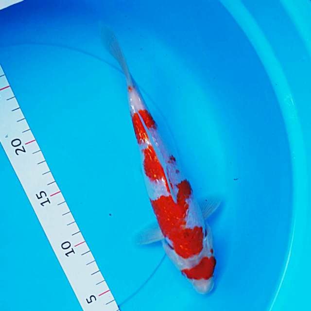 Kohaku ginrin male 24cm