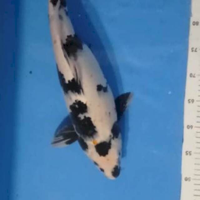 Shiro, 48 cm