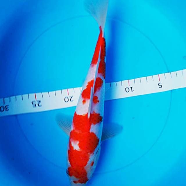 Kohaku jos 30cm