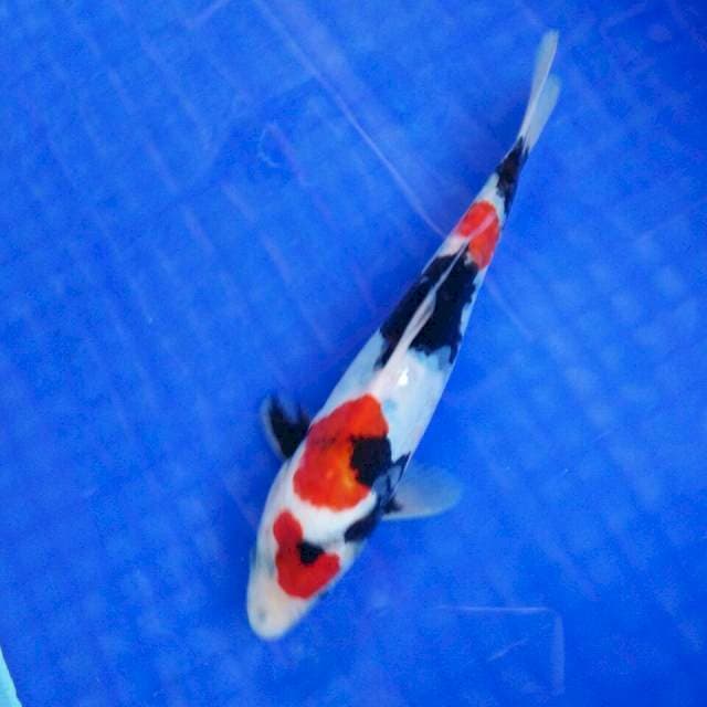 showa doitsu 26cm