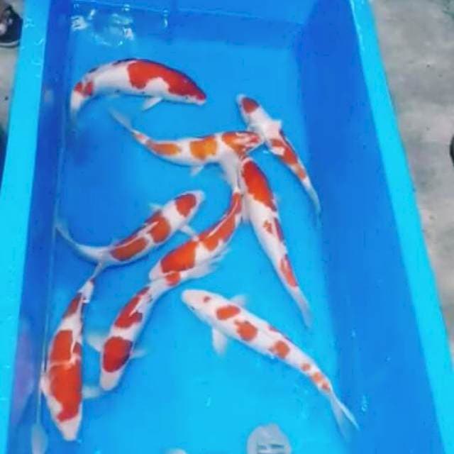 Kohaku f1 size 30-45 cm 10 ekor