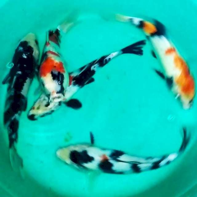 Mix 21-24cm