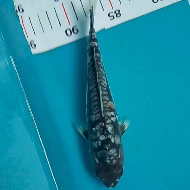 Antique 23 cm