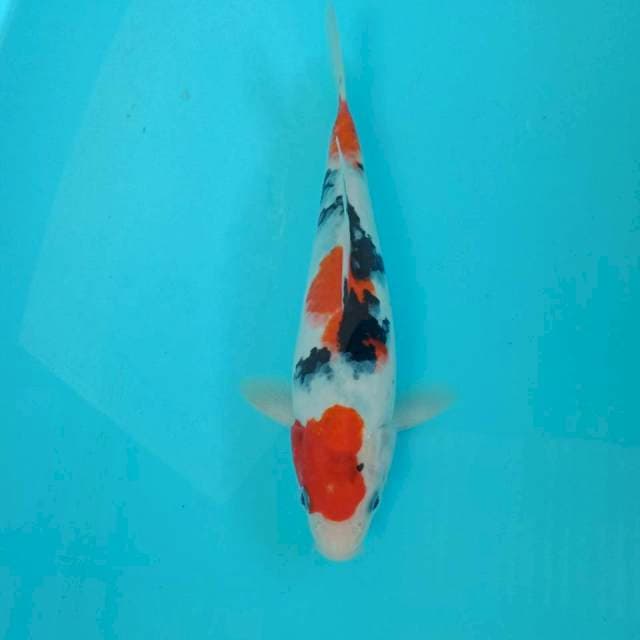 Sanke, 26 cm