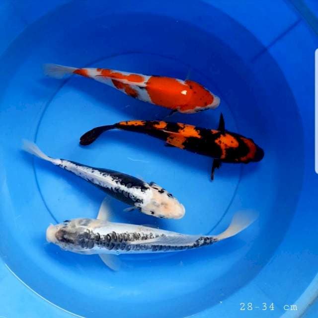 Mix 4 ekor 28-34 cm