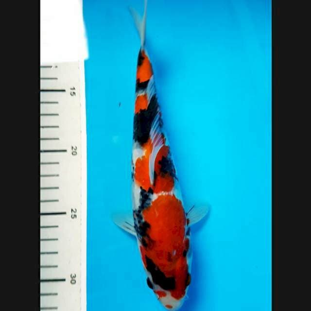 Showa 24cm male