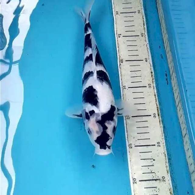 Shiro 29cm