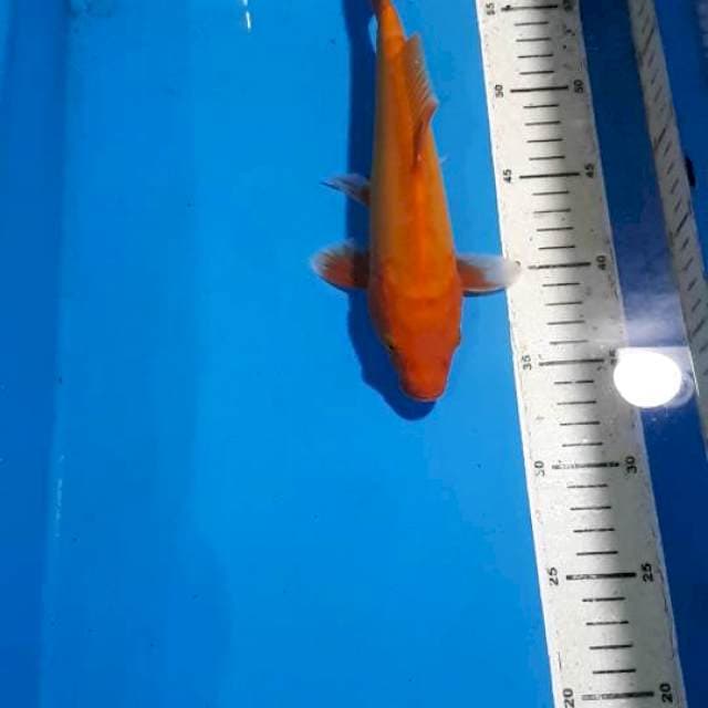 AKAHAJIRO DOITSU 25 CM