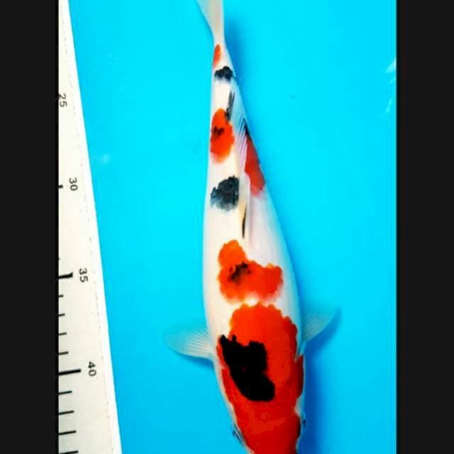 Sanke 26 female