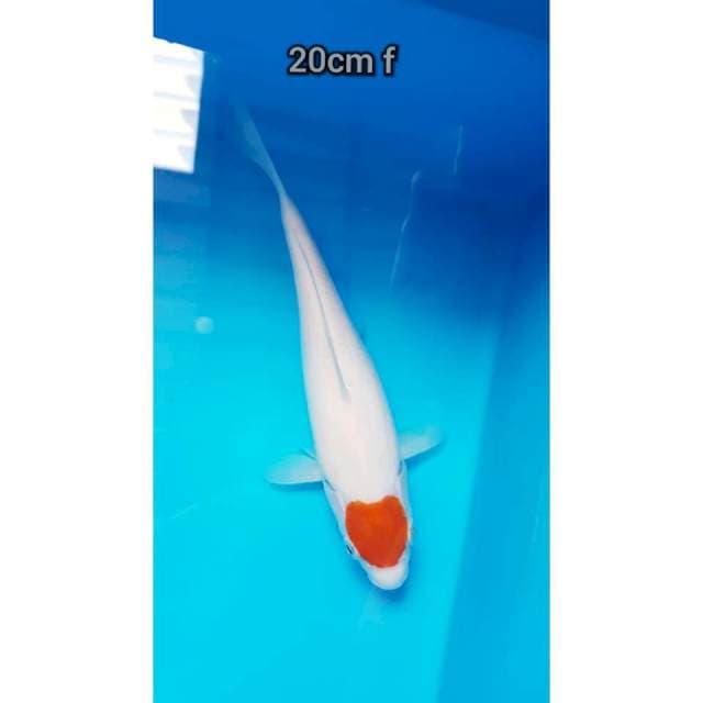 Tancho ori 20cm