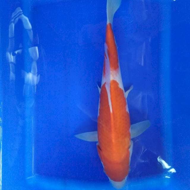 kohaku ori