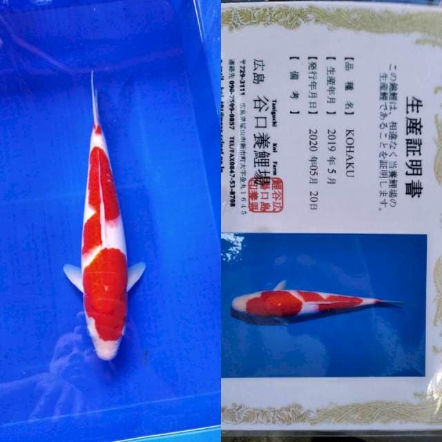 Kohaku taniguchi