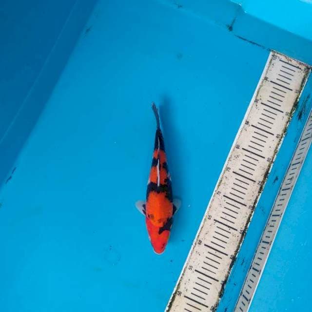 Hi Showa 28cm