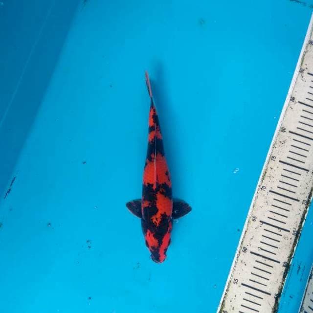 Hi Utsuri 30cm