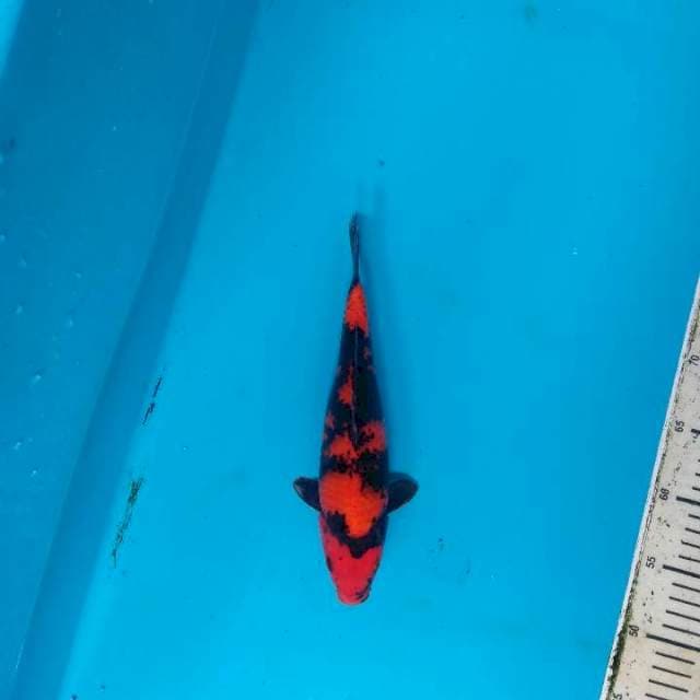 Hi Utsuri 28cm