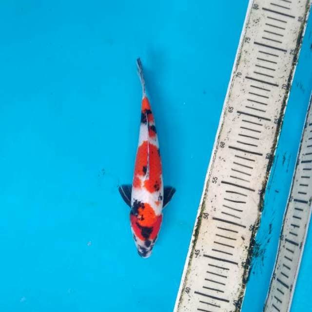 Showa Sanshoku 26cm