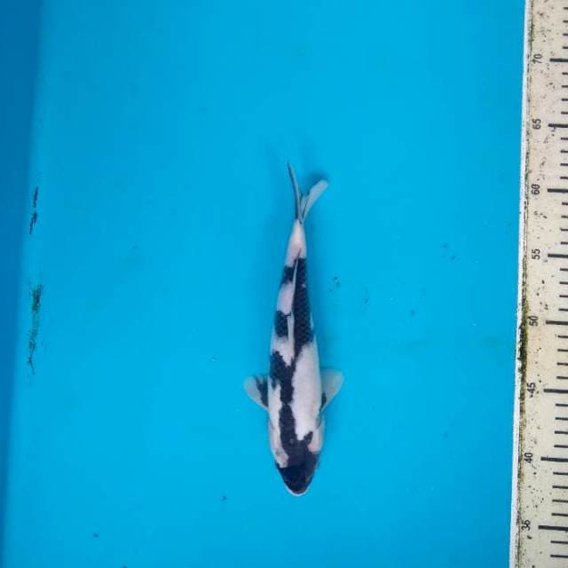 Shiro Utsuri pola Antik 25cm