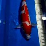 Kohaku ukur 29 cm