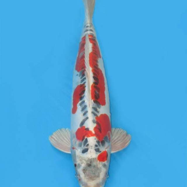 Jumbo male kiko 46cm