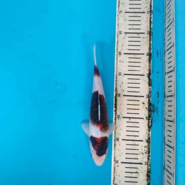 Maruten Ai Goromo 27cm
