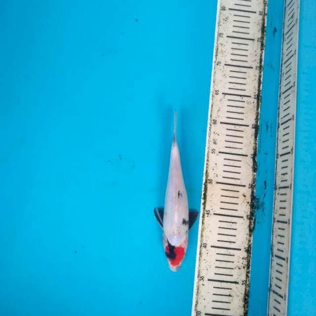 Tancho Showa 25cm