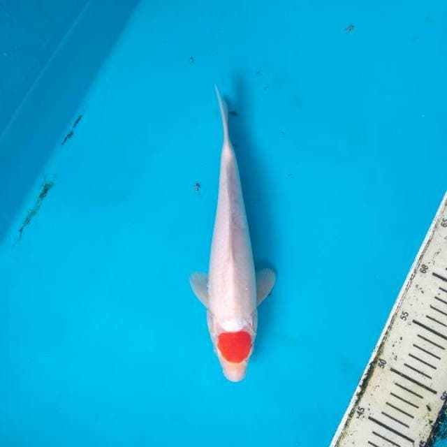 Tancho Kohaku HQ 29cm