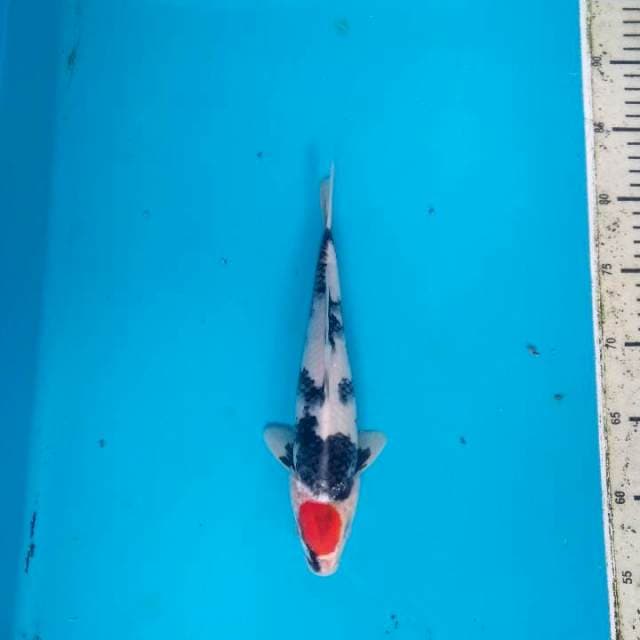 Tancho Showa SQ 27cm