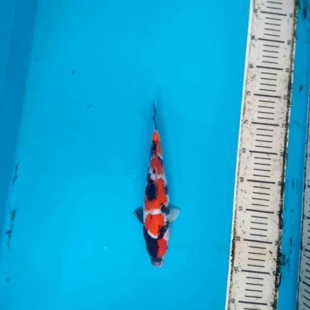 Showa Maruten  step 5 HQ 27cm