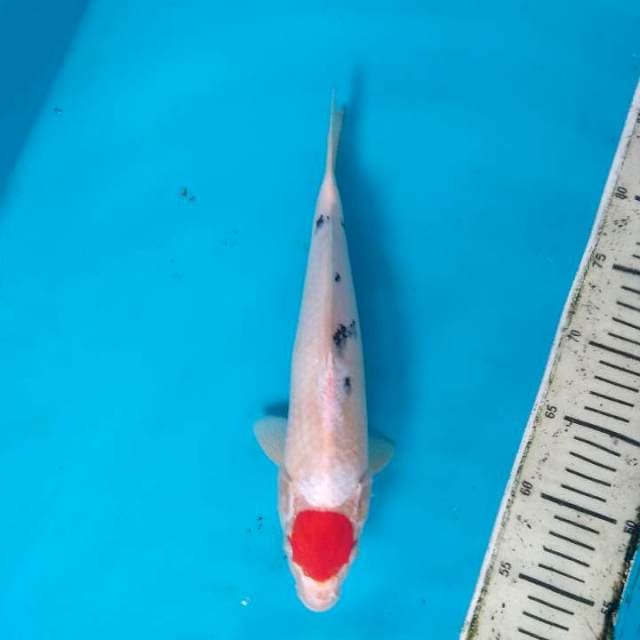 Tancho Sanke 32cm